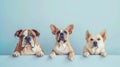 Three dogs of different breeds peek over a ledge with eager expressions and paws visible..AI generated image Royalty Free Stock Photo