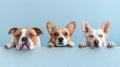 Three dogs of different breeds peek over a ledge with eager expressions and paws visible..AI generated image Royalty Free Stock Photo