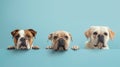 Three dogs of different breeds peek over a ledge with eager expressions and paws visible..AI generated image Royalty Free Stock Photo