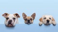 Three dogs of different breeds peek over a ledge with eager expressions and paws visible..AI generated image Royalty Free Stock Photo