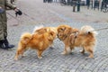 Three dogs, an Elo and two Chow Chow, meet in the city and sniff each other