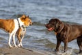 Three dogs have a chat on the beach Royalty Free Stock Photo