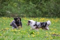 Three dogs having fun and playing in park. Photo taken on a warm spring day Royalty Free Stock Photo