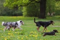 Three dogs having fun and playing in park. Photo taken on a warm spring day