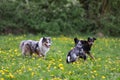 Three dogs having fun and playing in park. Photo taken on a warm spring day Royalty Free Stock Photo