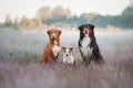 Three dogs in the Heather Royalty Free Stock Photo