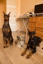 Three dogs at home. Chinese Crested Dog and dobermans. Royalty Free Stock Photo