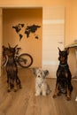 Three dogs at home. Chinese Crested Dog and dobermans. Royalty Free Stock Photo