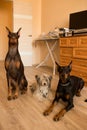 Three dogs at home. Chinese Crested Dog and dobermans. Royalty Free Stock Photo