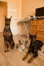 Three dogs at home. Chinese Crested Dog and dobermans. Royalty Free Stock Photo