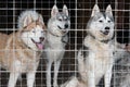 Three dogs, huskies, are closely watching someone from behind the bars of the enclosure. The concept of unfreedom and expectation