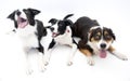 Three Dogs Isolated Royalty Free Stock Photo