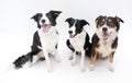 Three Dogs Isolated Royalty Free Stock Photo