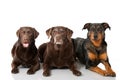 Three dogs Royalty Free Stock Photo