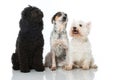 Three dogs Royalty Free Stock Photo