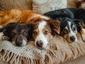 Three dogs laying on a couch Royalty Free Stock Photo