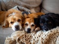 Three dogs laying on a couch Royalty Free Stock Photo