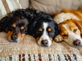 Three dogs are laying on a couch Royalty Free Stock Photo