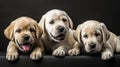 three dogs laying on the side of a black surface posing for a photo