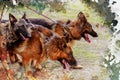 Three dogs on leash. Two German and one Belgian sheepdog walk si