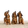 Three dogs Royalty Free Stock Photo