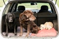 Three Dogs Look in Different Directions While Sitting in a Car Royalty Free Stock Photo