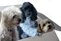 Three dogs in a moving  box Royalty Free Stock Photo