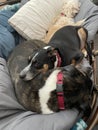 Dogs 3 papasan 0745 Royalty Free Stock Photo