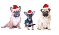 Three dogs in New Year`s caps on a white background, isolated. Royalty Free Stock Photo