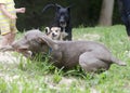 Three dogs play fighting running in sand Royalty Free Stock Photo