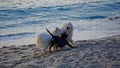 Three dogs are played on the beach Royalty Free Stock Photo