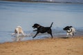 Three dogs playing in the beach Royalty Free Stock Photo