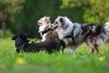 Three dogs playing on a large dog park Royalty Free Stock Photo