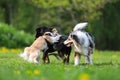 Three dogs playing on a large dog park Royalty Free Stock Photo