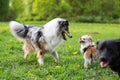 Three dogs playing on a large dog park Royalty Free Stock Photo