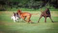 Three dogs playing on a meadow