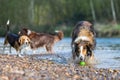 Three dogs playing in a river Royalty Free Stock Photo