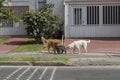 Three dogs playing in sidewalk with green graas and small trees into a residential neighboorhod