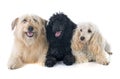 Three dogs Royalty Free Stock Photo