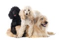 Three dogs Royalty Free Stock Photo