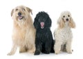 Three dogs Royalty Free Stock Photo