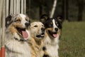 Three dogs portrait Royalty Free Stock Photo