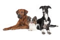Three dogs (Rhodesian Ridgeback Papillon and Hort greyhound) Royalty Free Stock Photo