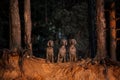 Three dogs in a row looking at camera in forest