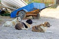 Three dogs in a row are sitting and guarding Royalty Free Stock Photo