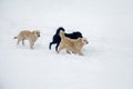 Three dogs running Royalty Free Stock Photo