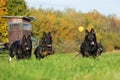 Three dogs running for a ball Royalty Free Stock Photo