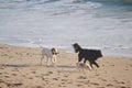 Three dogs running on a beach Royalty Free Stock Photo