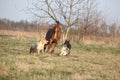 Three dogs running with chestnut horse Royalty Free Stock Photo