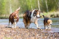 Three dogs running in a river Royalty Free Stock Photo